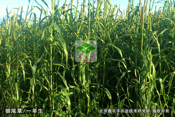 狼尾草種子一年生狼尾草早熟品種